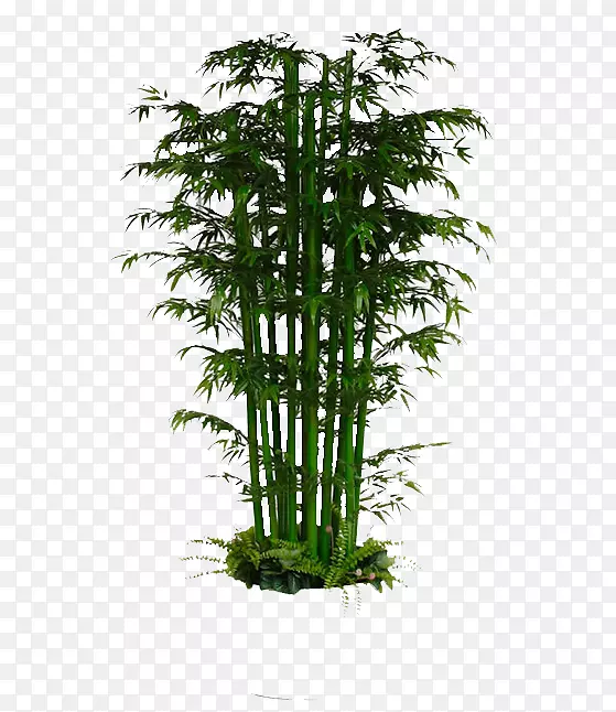 幸运竹复合植物-绿竹意象