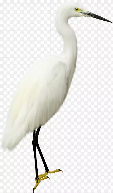海鸟摄影剪贴画-白色鹤