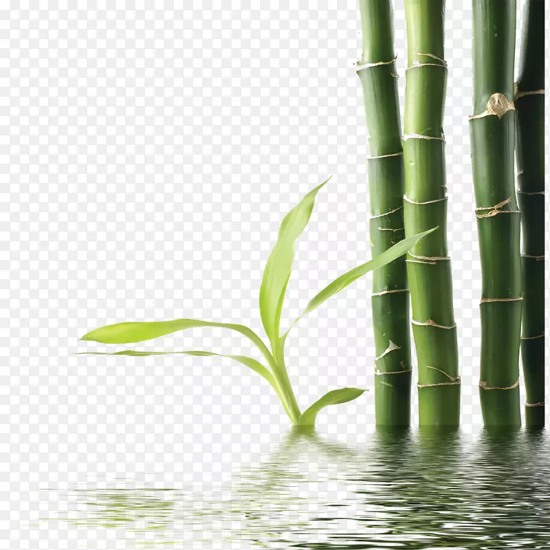 竹子绿色下载-竹子
