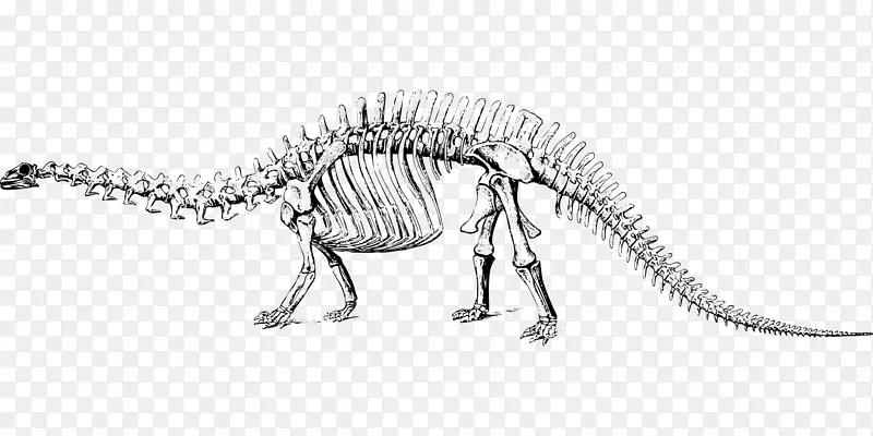 迷惑龙古龙-恐龙骨骼