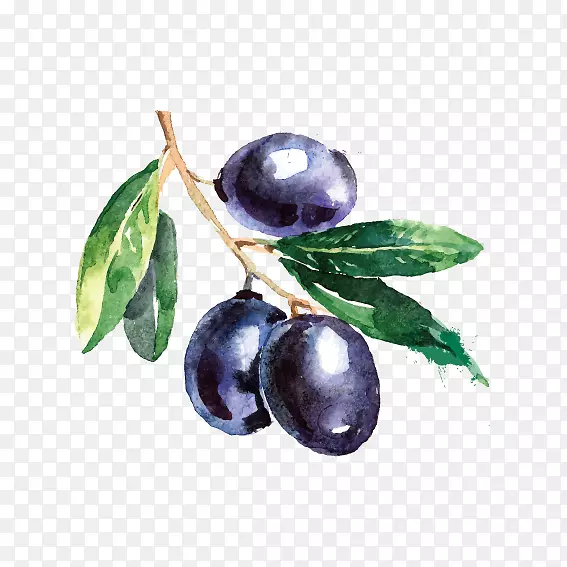 橄榄枝水彩画-美味蓝莓
