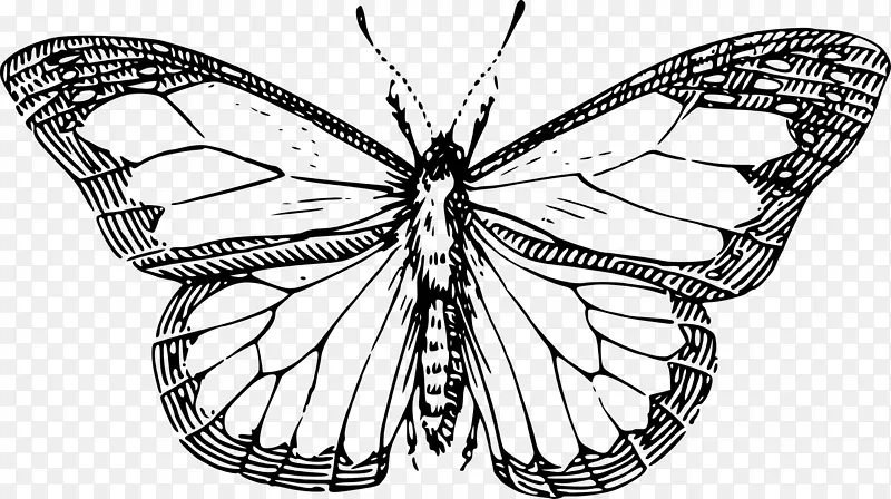 蝴蝶昆虫画夹艺术蝴蝶的线条画