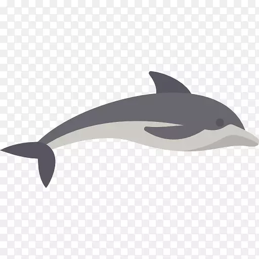 普通宽吻海豚短喙普通海豚图库溪白嘴海豚