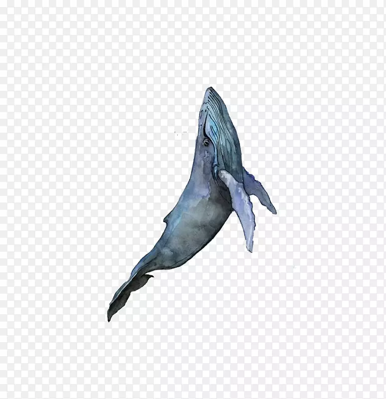 视觉艺术水彩画海豚装饰元素
