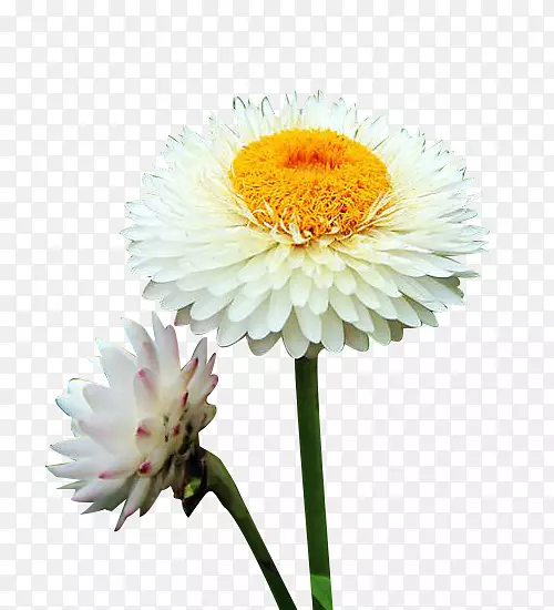 菊花xd7花椒雏菊载体-两种白色菊花图片材料