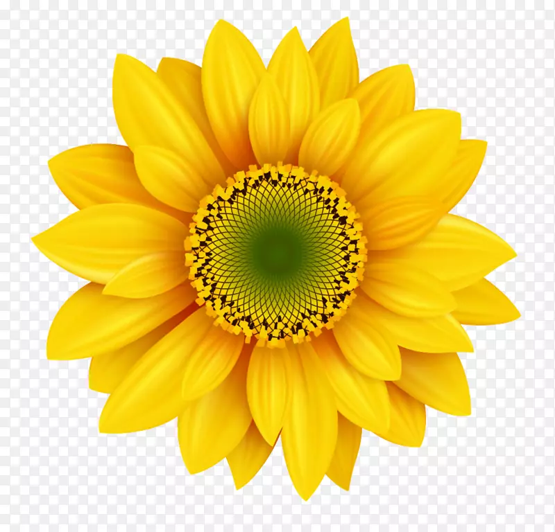 免费摄影图标-向日葵