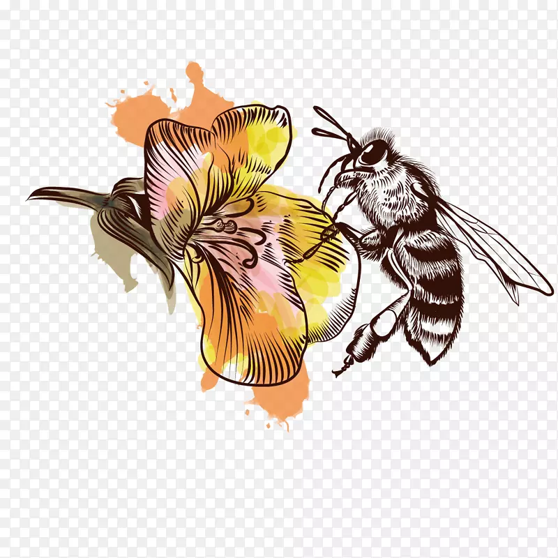 蜜蜂插图.蜜蜂