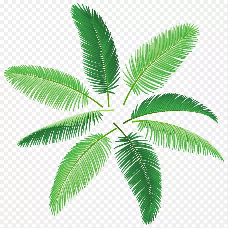 槟榔科棕榈枝-免费摄影-棕榈叶