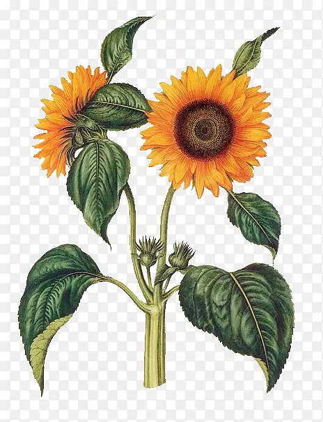 普通向日葵植物学图文画-向日葵