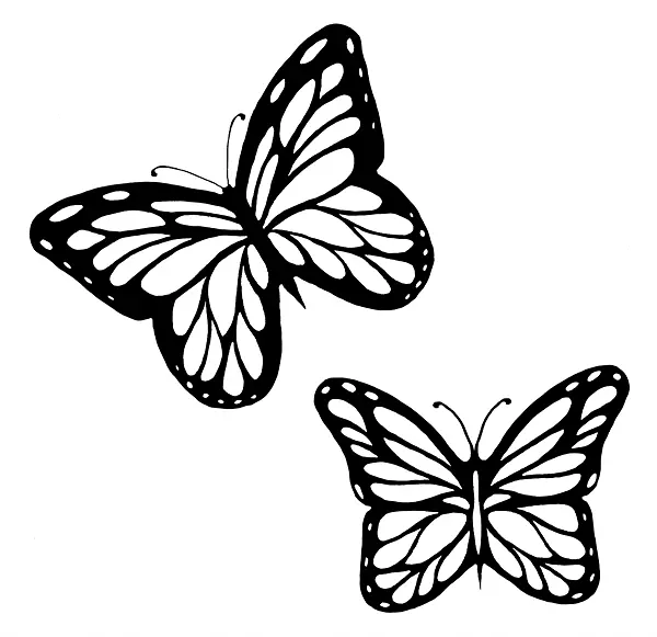 帝王蝴蝶轮廓素描夹艺术-蝴蝶黑白轮廓