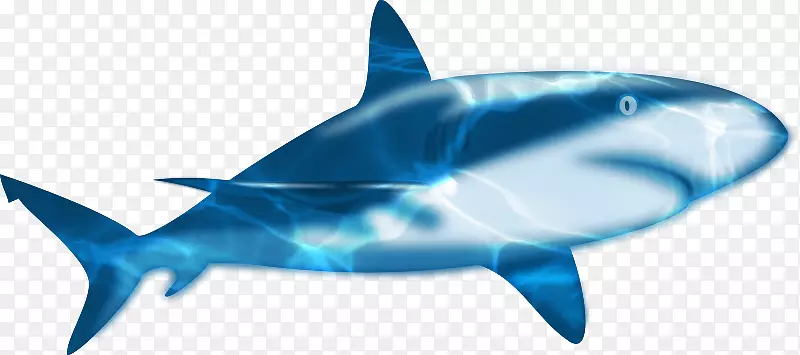 鲨鱼动画-蓝海鲨鱼材料自由拉