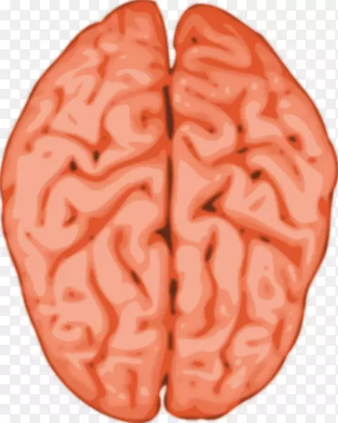 人脑灰质剪贴画人体解剖剪贴画