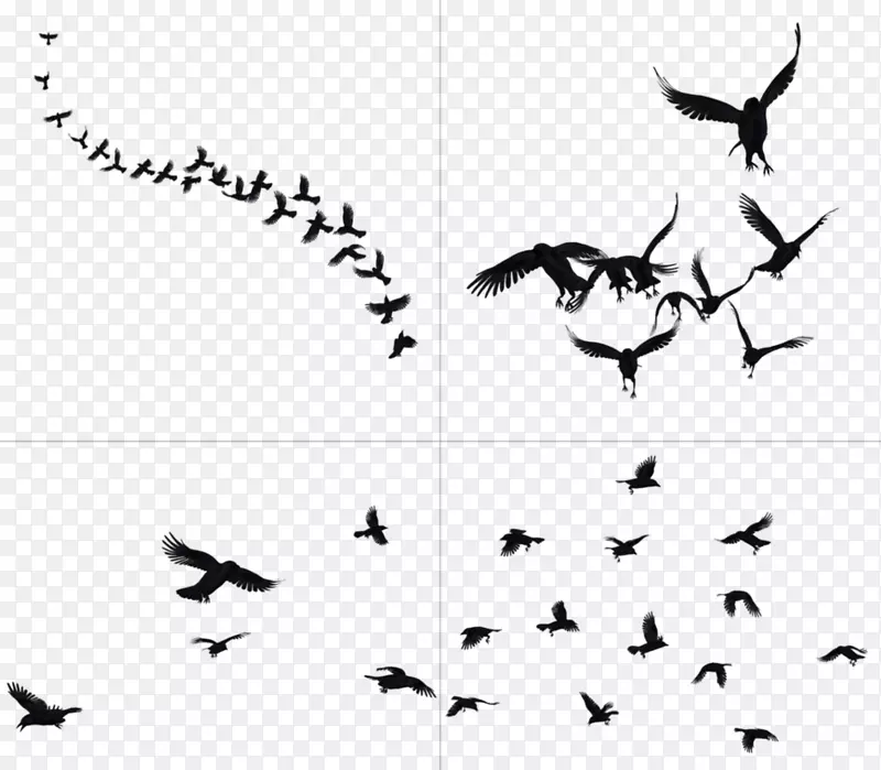 鸟类艺术剪贴画-飞行乌鸦PNG