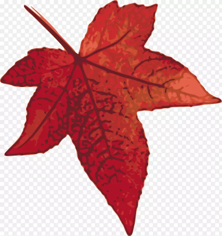 加拿大红枫叶剪贴画-枫树剪贴画