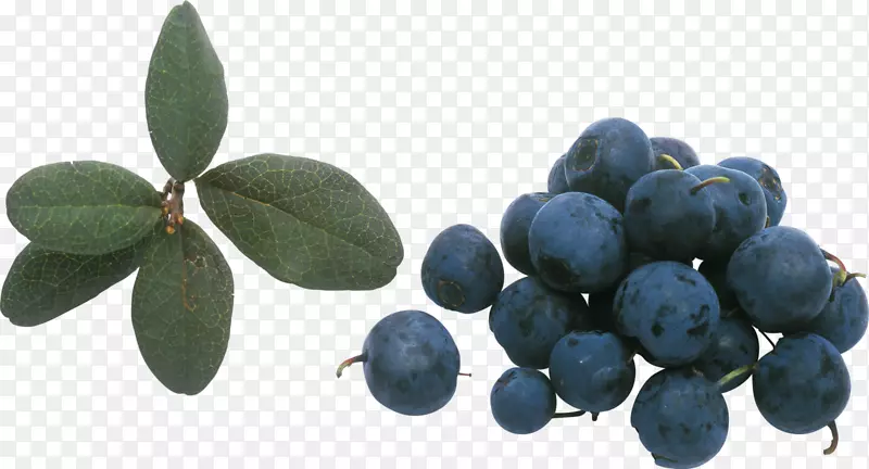 蓝莓-蓝莓物理图