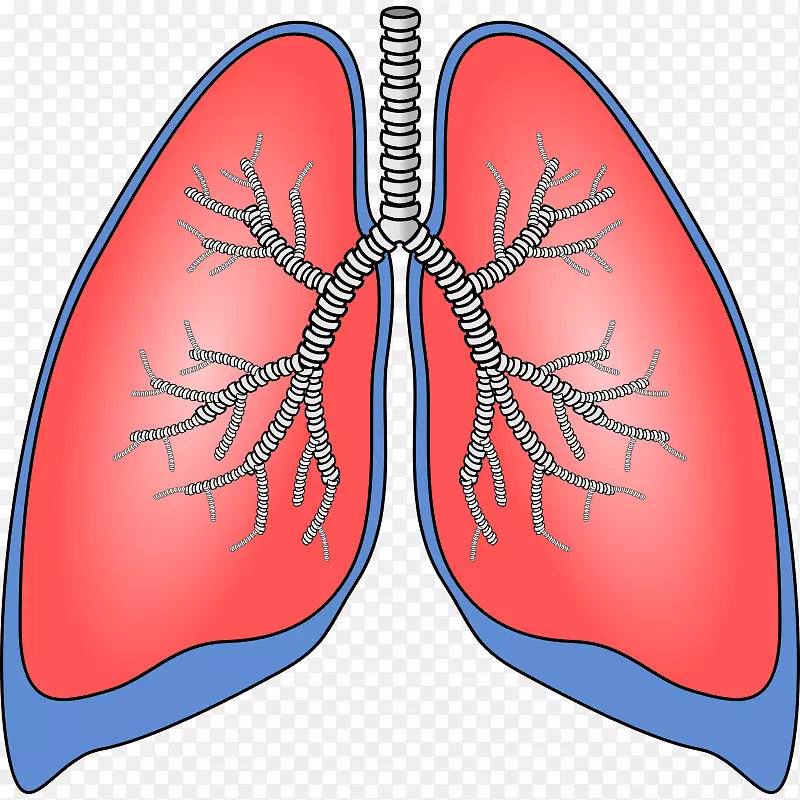 肺可伸缩图形呼吸剪辑艺术人体解剖剪贴画