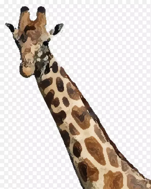 长颈鹿有多高？马赛玛拉角羚-水彩画长颈鹿