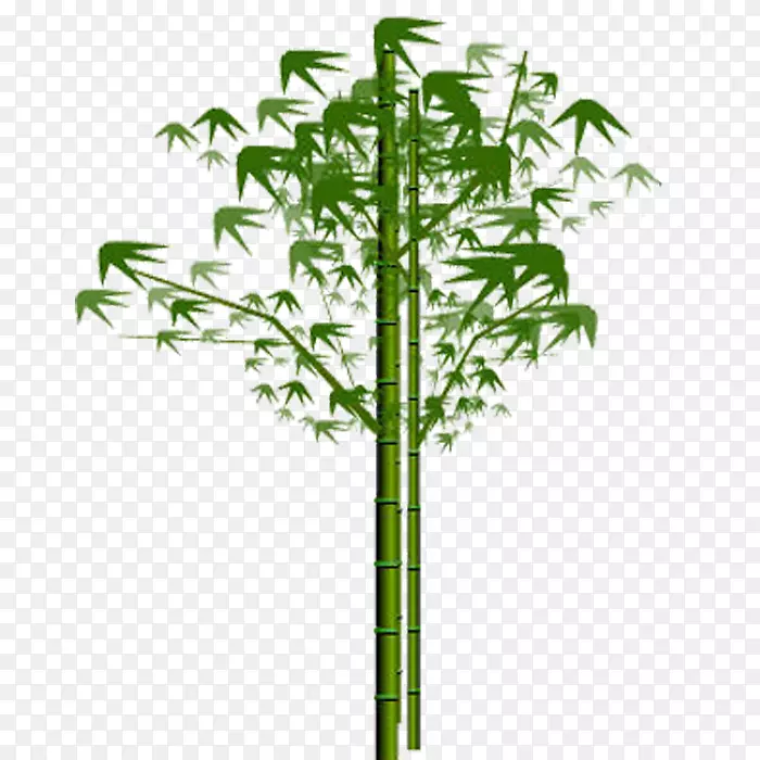 竹子载体植物-竹子