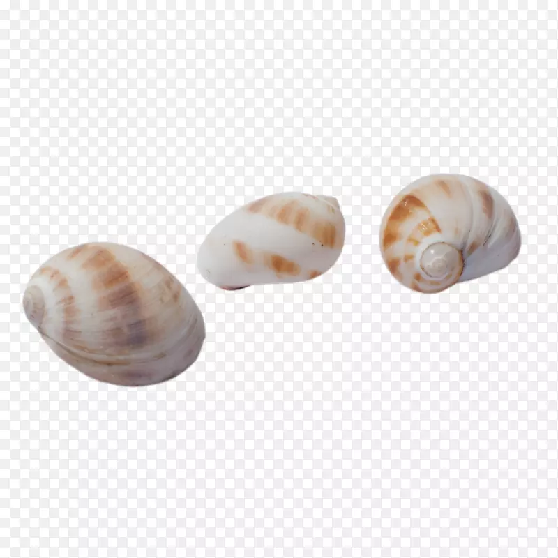 海螺褐色海螺