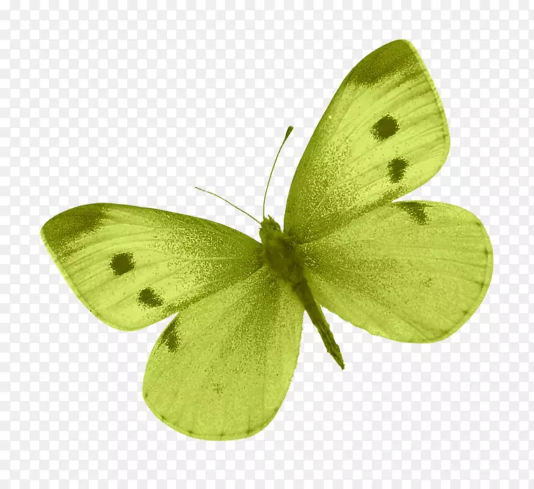 Colias蝴蝶剪贴画-绿色蝴蝶