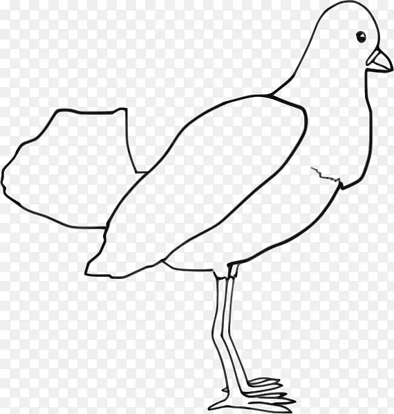 鸟类鹦鹉着色书绘图夹艺术.鸟类轮廓图