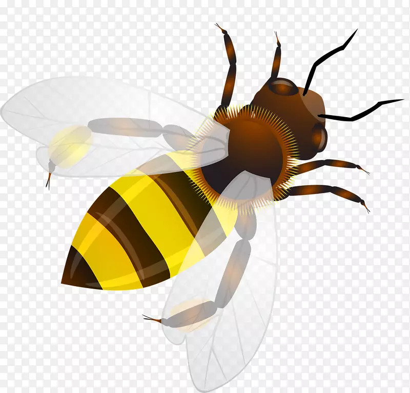 蜜蜂昆虫蜂巢插图.卡通蜜蜂