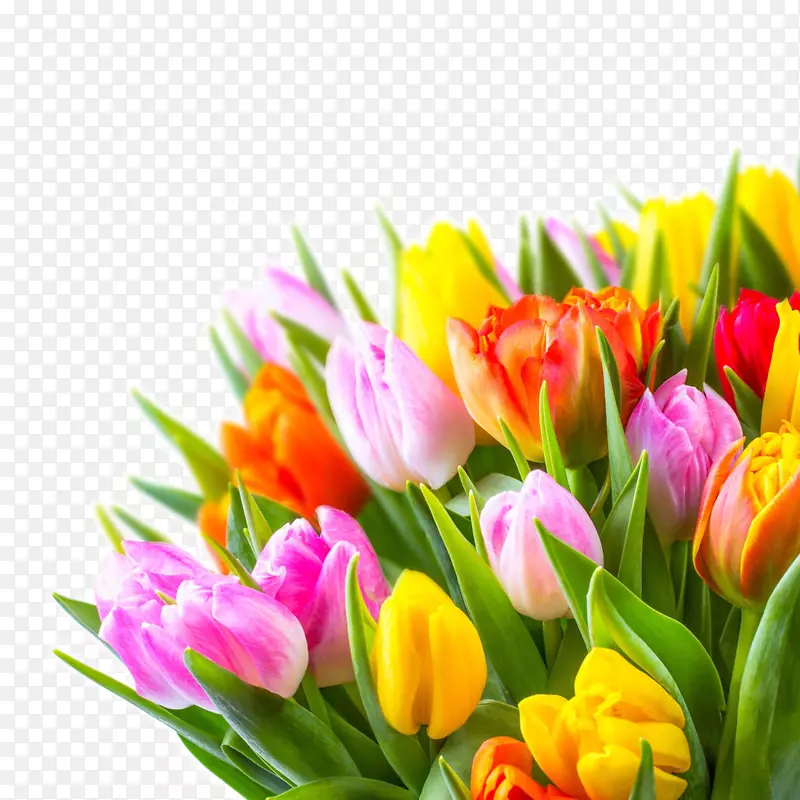 荷兰郁金香花-美丽的郁金香花