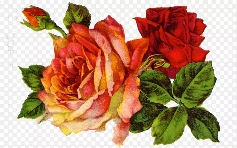 玫瑰复古服装剪贴簿剪贴夹艺术-复古玫瑰图像