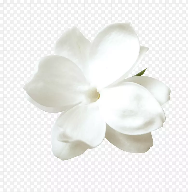 郁金香花瓣-白色郁金香