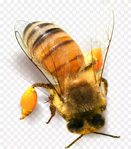 蜜蜂昆虫剪贴画-黄蜂