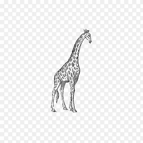 白色长颈鹿黑白长颈鹿庄园剪贴画手绘长颈鹿