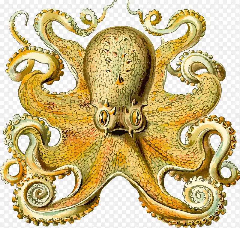 心灵：章鱼与智能生命的进化，意识的起源于两面派思维的崩溃，海洋头足类-章鱼类的部分。