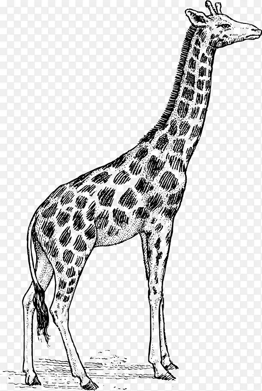 长颈鹿黑白免费内容剪辑艺术长颈鹿
