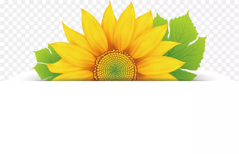 花卉设计剪贴画-向日葵