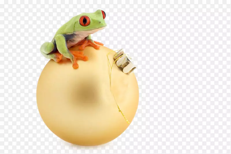 树蛙广告-青蛙产品
