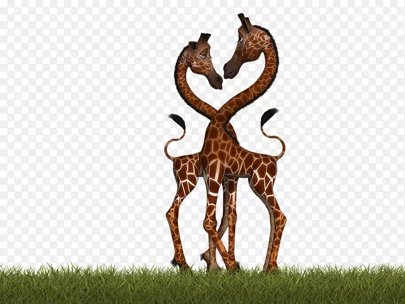 北长颈鹿象素图-两只长颈鹿