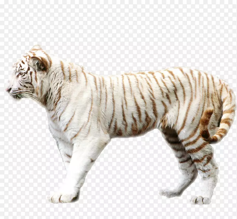 孟加拉虎苏门答腊虎猫科白虎壁纸-虎图片材料