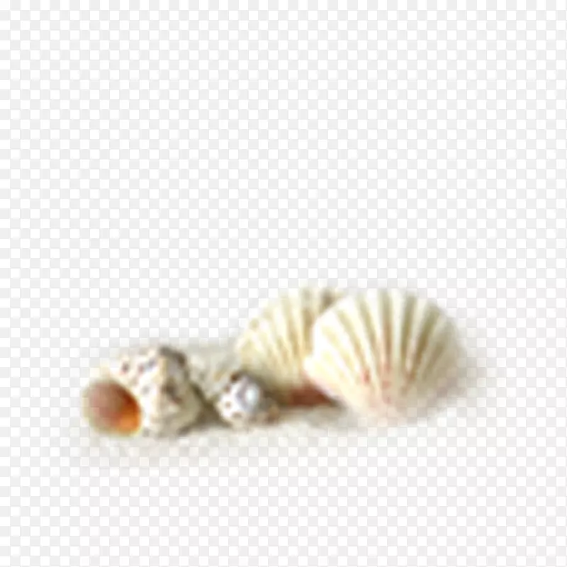 牡蛎海螺壳