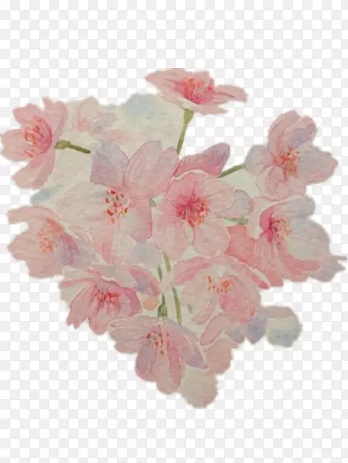 樱花粉红色花卉设计水彩画粉红色樱花