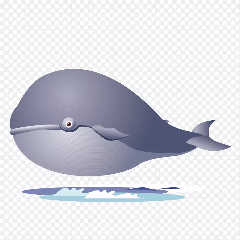海豚-可怕的鲨鱼