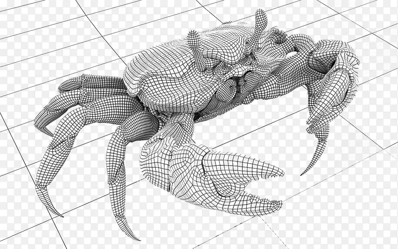 蟹扇贝素描蟹图案