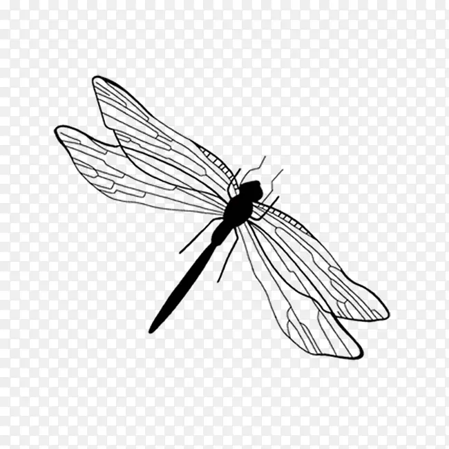 昆虫水墨画黑白蜻蜓图