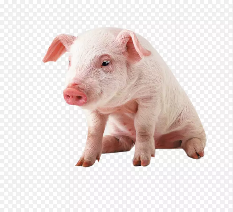 越南锅腹小型猪夹艺术-粉红色宠物猪