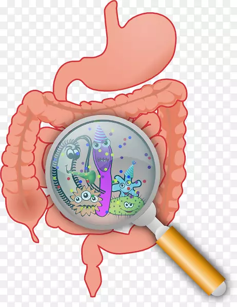 胃肠道健康消化益生菌群菌群