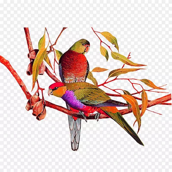 鸟类亚马逊鹦鹉绘画-鹦鹉