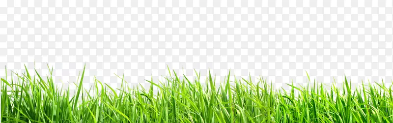蝴蝶草坪-麦草-能量壁纸-草