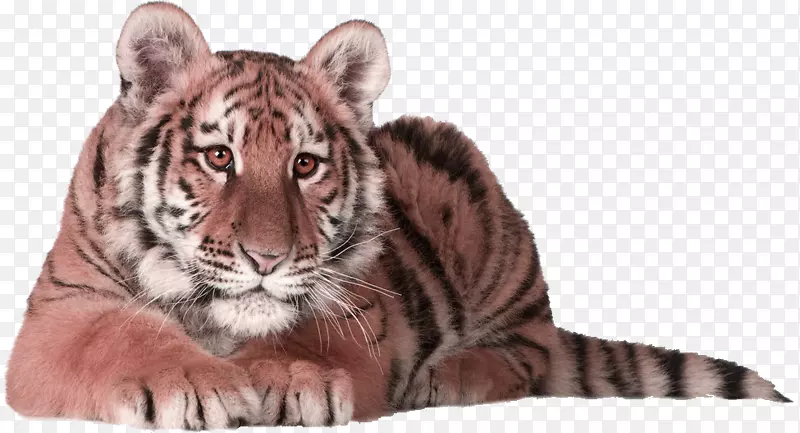 西伯利亚虎猫孟加拉虎猫科红简单虎纹样