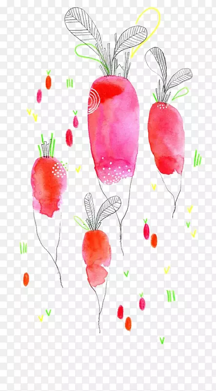 水彩画植物插图.画胡萝卜