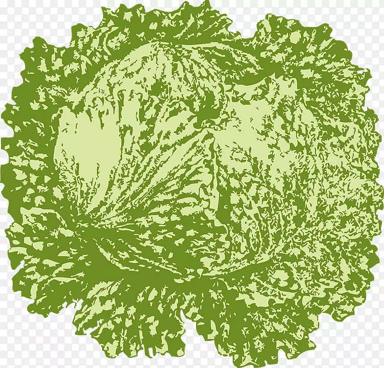 冰山莴苣叶菜剪贴画彩绘卷心菜