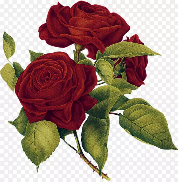 十字花科玫瑰杂交茶玫瑰插图-红玫瑰